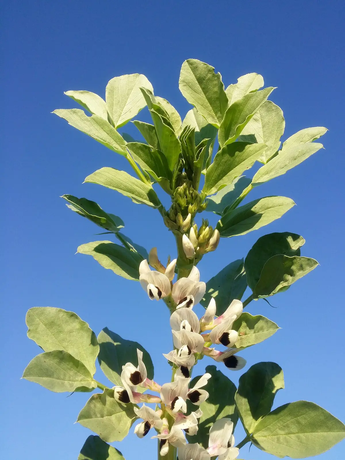 Planta de haba con hojas verdes y flores blancas bajo el cielo