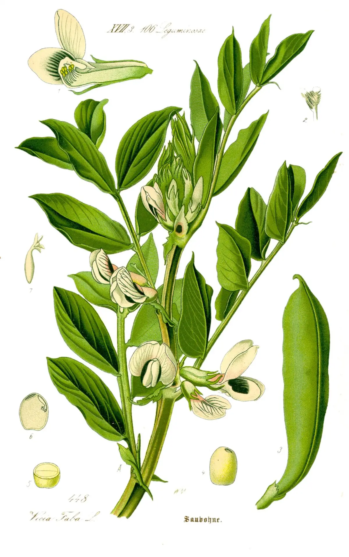 Ilustración botánica antigua de una planta de haba con vainas y flores