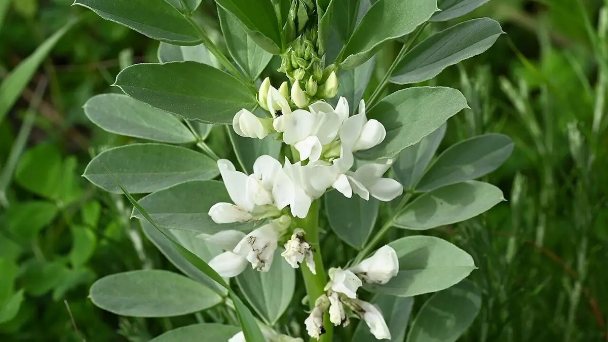Flores blancas y hojas de haba en un campo