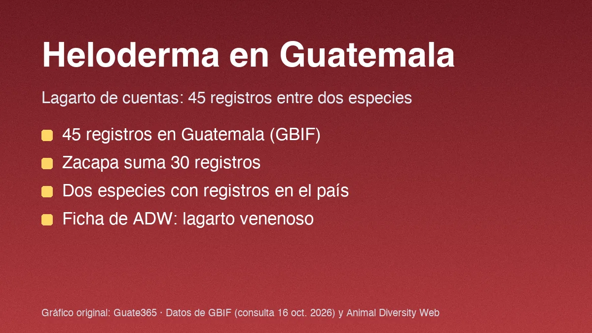 Tarjeta con el título Heloderma en Guatemala y datos de registros y peso de los lagartos de cuentas