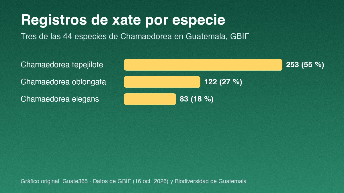 Barras con registros GBIF de tres especies de Chamaedorea en Guatemala: tepejilote 253, oblongata 122 y elegans 83