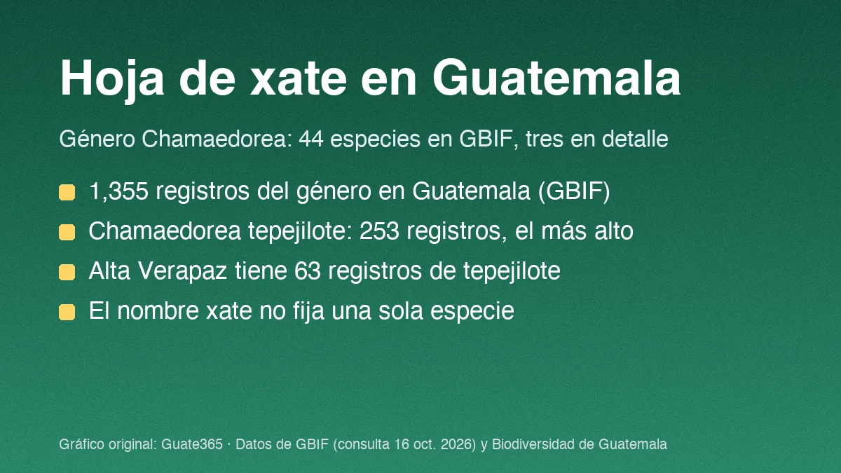 Hoja de xate en Guatemala: qué es y dónde crece
