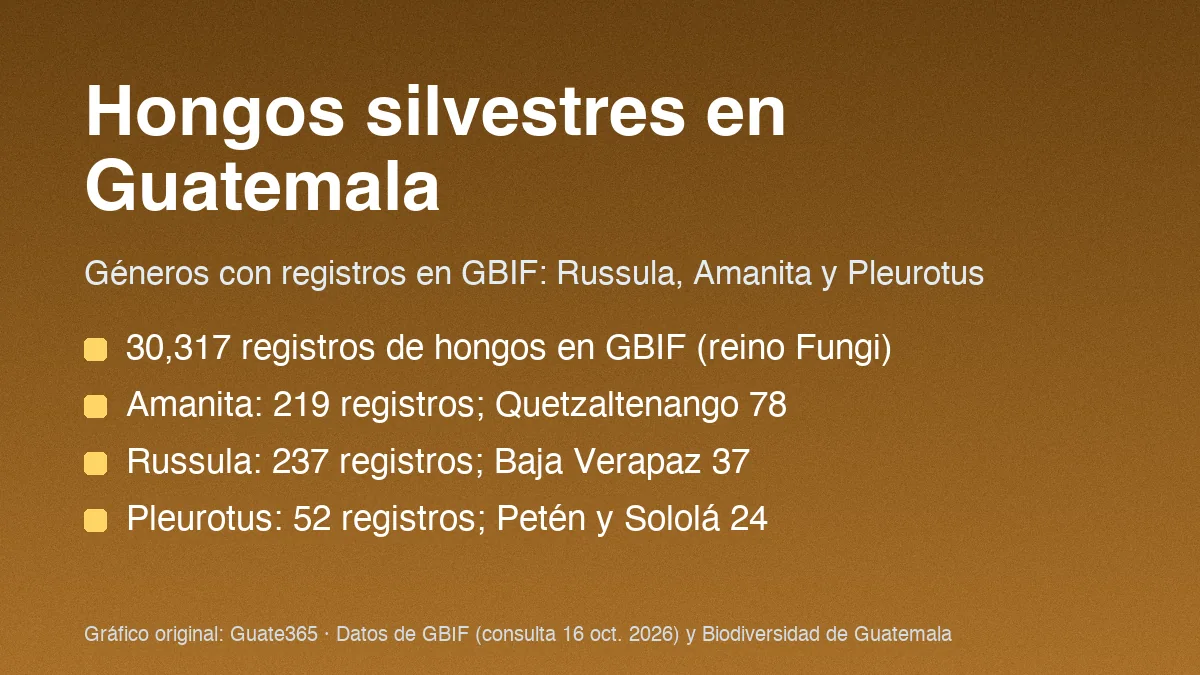 Hongos silvestres en Guatemala: géneros y precauciones