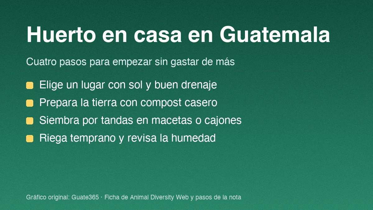 Huerto en casa en Guatemala: cómo empezar sin gastar de más
