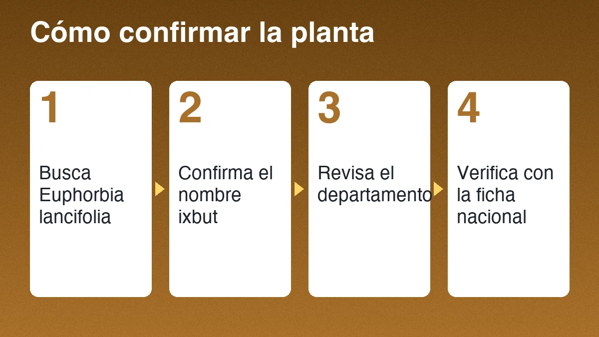 Cuatro pasos para confirmar la planta ixbut: buscar Euphorbia lancifolia, confirmar el nombre común, revisar el departamento y verificar en la ficha nacional