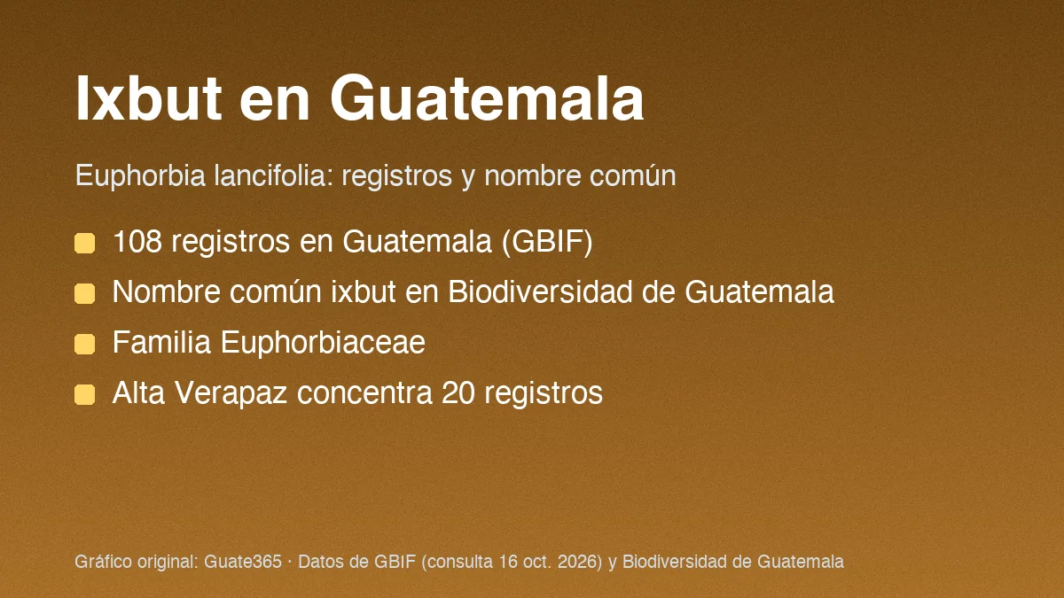 Ixbut en Guatemala: planta Euphorbia lancifolia y registros