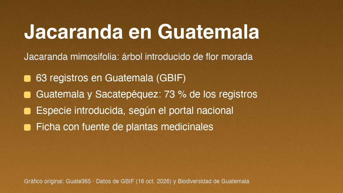 Tarjeta con el título Jacaranda en Guatemala y cuatro datos sobre registros y origen