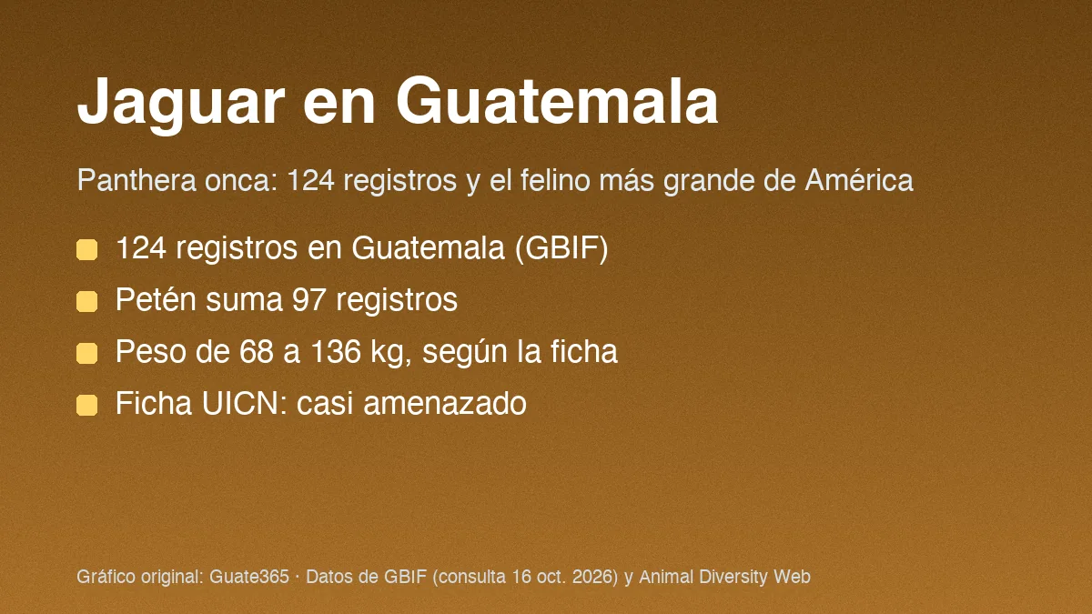 Tarjeta con el título Jaguar en Guatemala y datos de registros y peso de Panthera onca