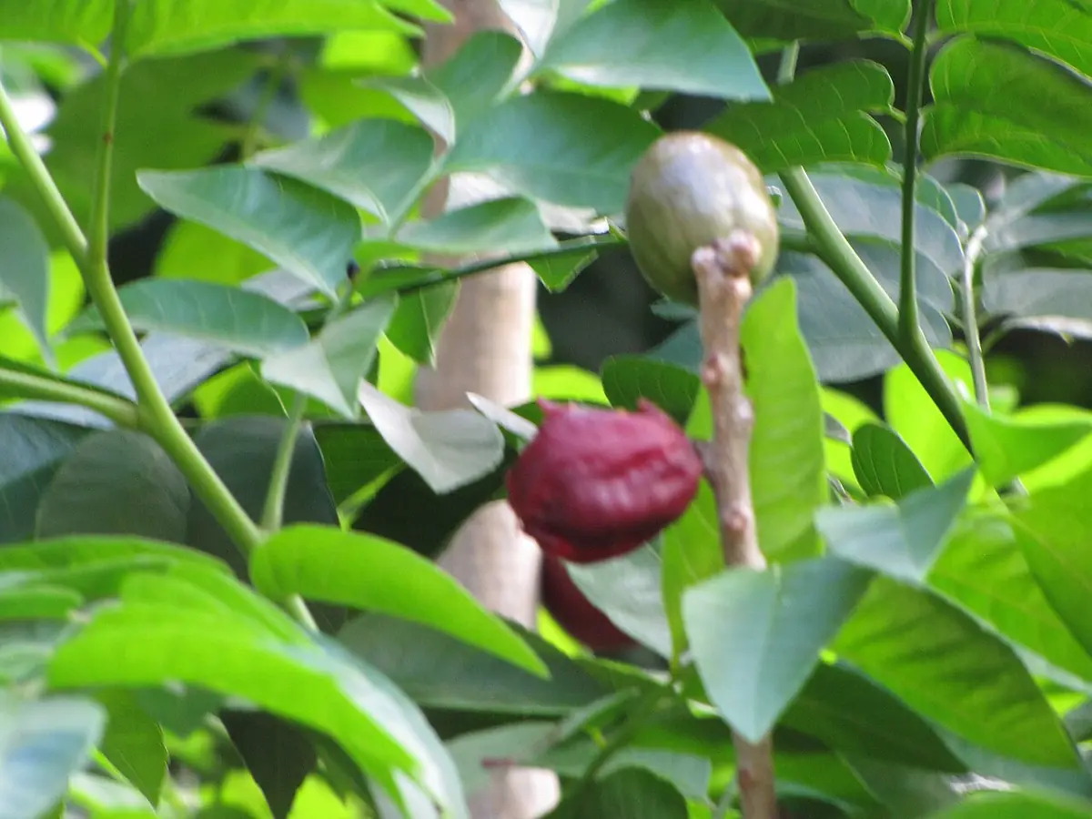 Frutos rojos de jocote ciruelo colgando de una rama con hojas verdes