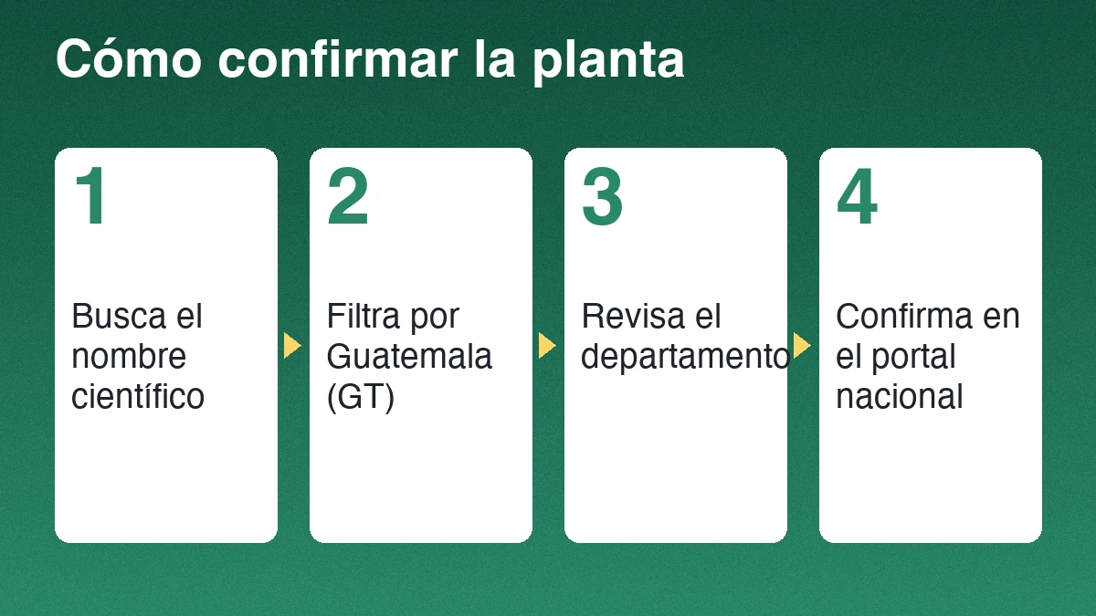 Cuatro pasos para confirmar la madre de cacao: buscar el nombre científico, filtrar por Guatemala, revisar las hojas y las flores, y confirmar en el portal nacional