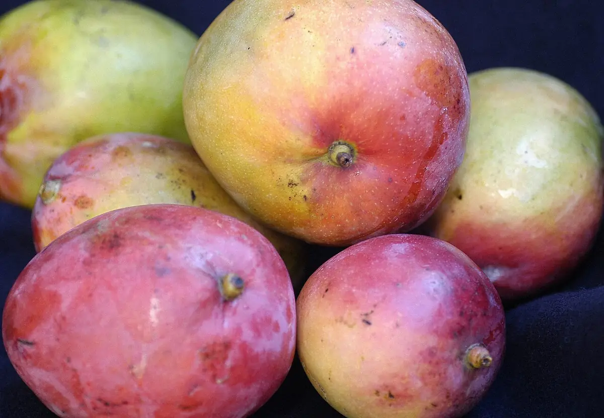 Mangos de piel roja y amarilla apilados sobre una superficie oscura