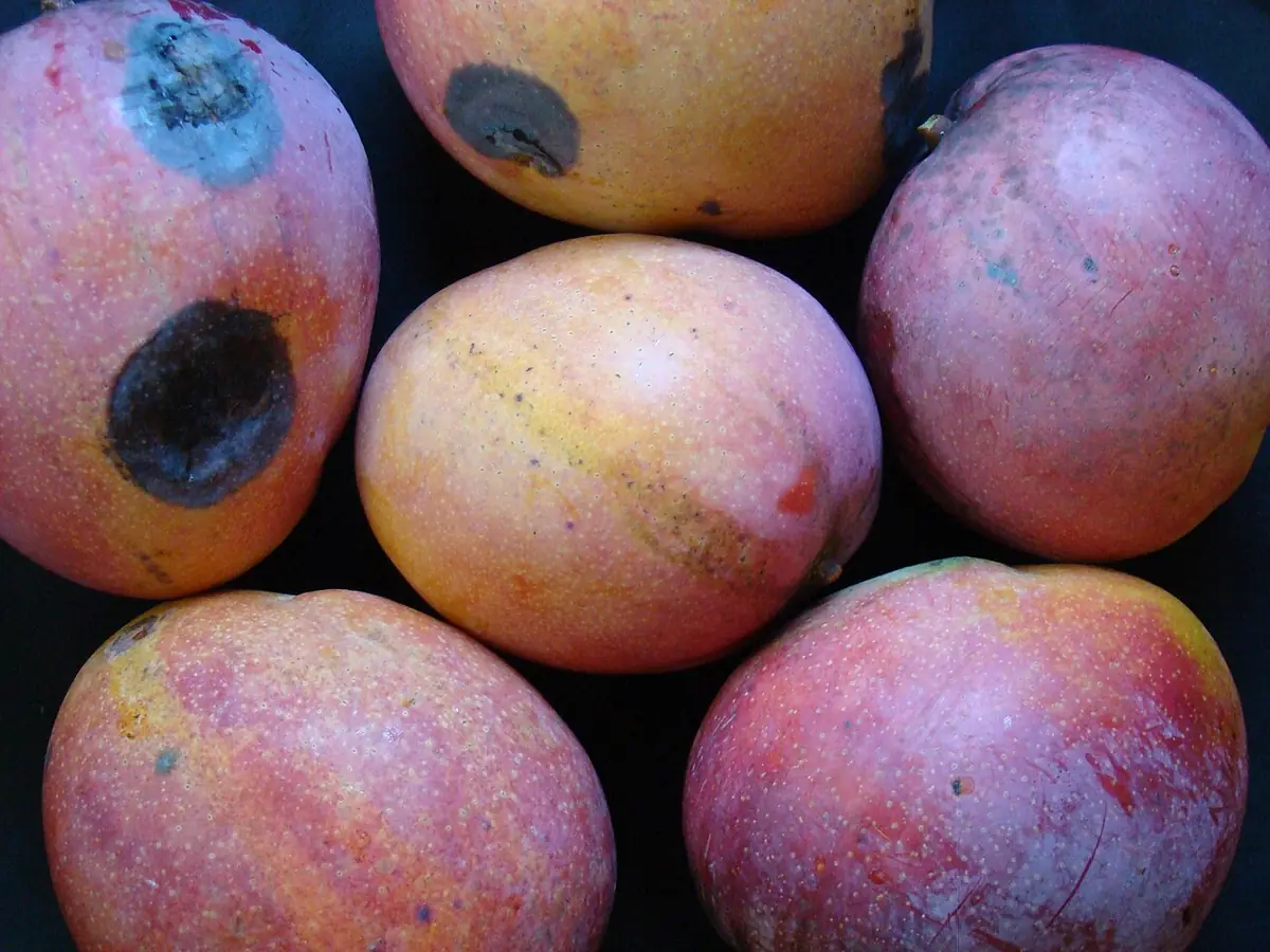 Mangos de piel rojiza con manchas oscuras, vistos de cerca sobre un fondo oscuro