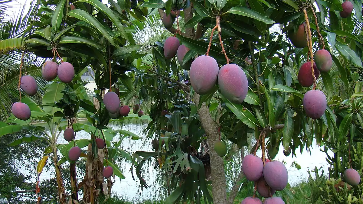 Árbol de mango con frutos rojizos y verdes colgando entre hojas, junto a un canal de agua