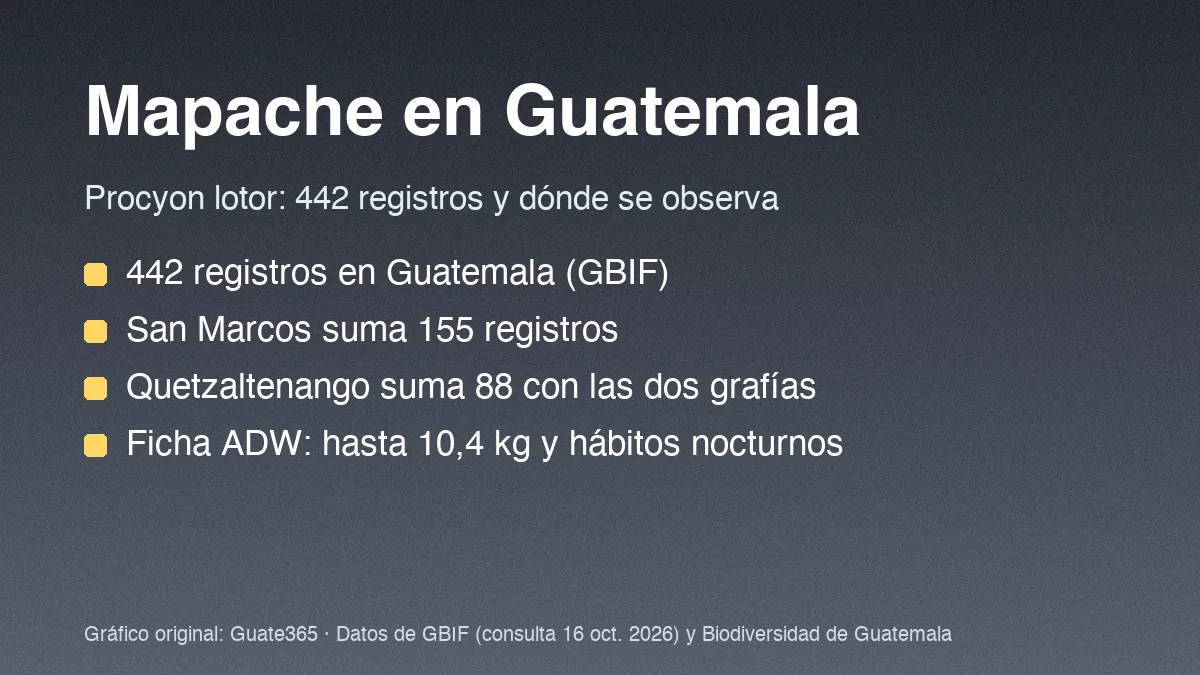 Tarjeta con el título Mapache en Guatemala y cuatro datos de registros y hábitos de Procyon lotor