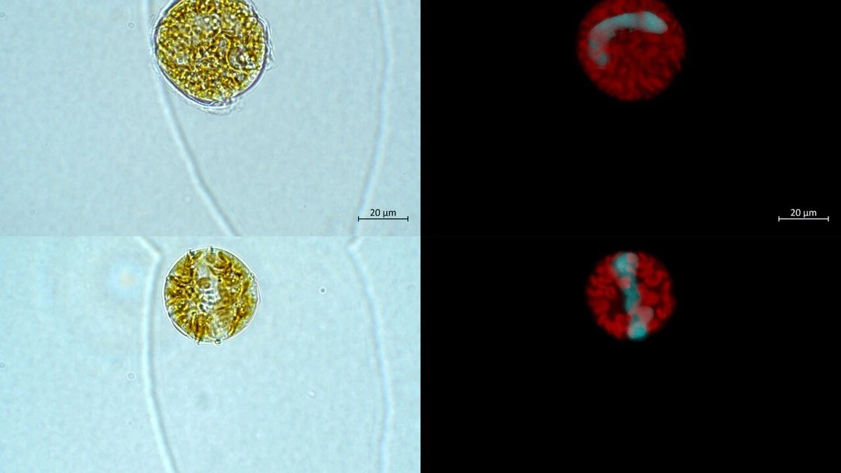 Dos células del dinoflagelado Alexandrium vistas al microscopio, en campo claro y en fluorescencia