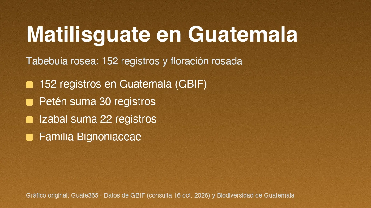 Matilisguate en Guatemala: registros y dónde crece