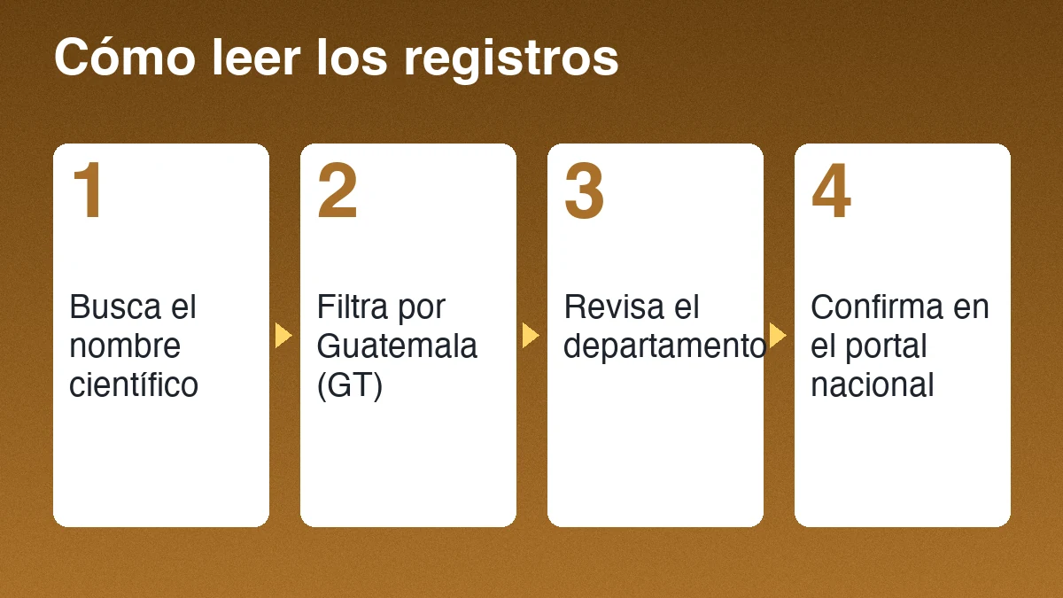 Cuatro pasos para leer un registro de maíz: buscar el nombre científico, filtrar por Guatemala, revisar el departamento y separar milpa de otros cultivos