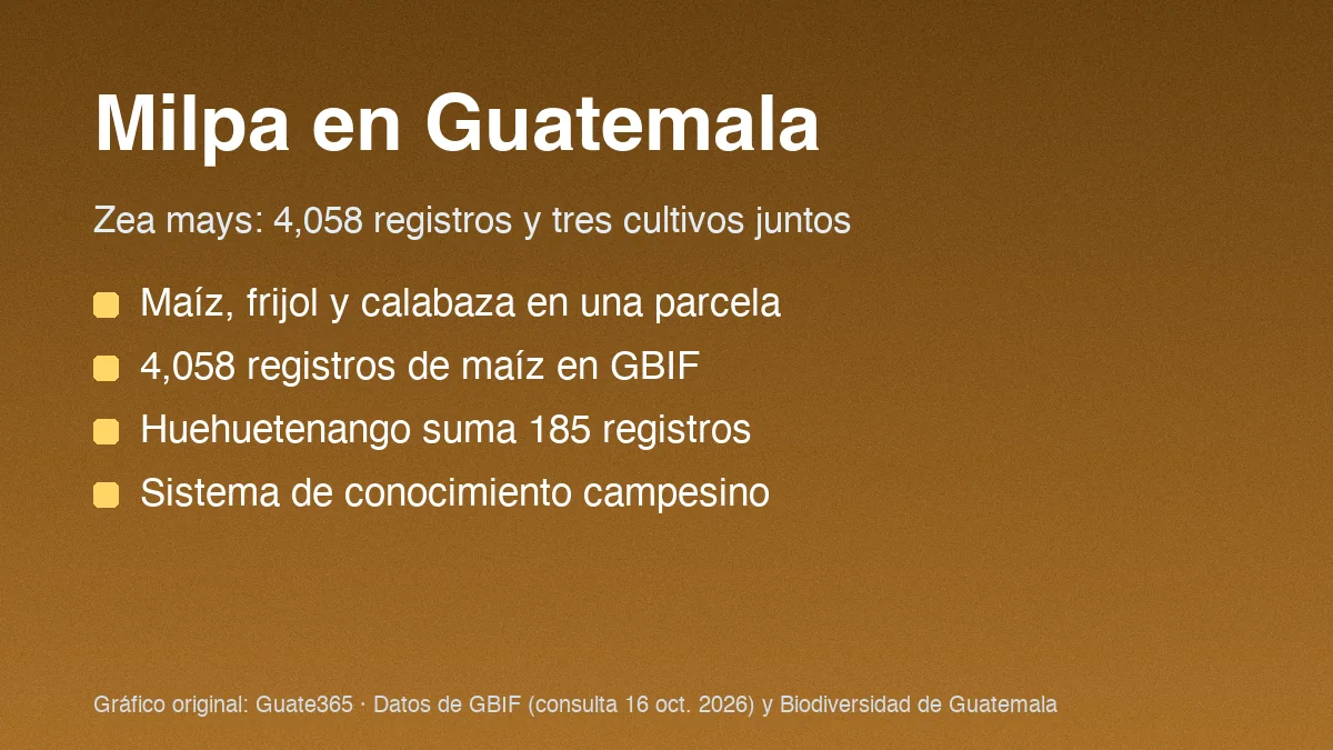 Milpa en Guatemala: qué es, cultivos y registros