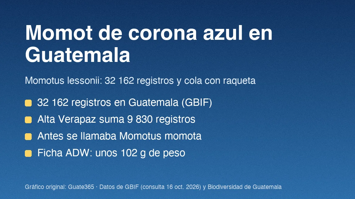 Momot de corona azul en Guatemala: registros y ficha