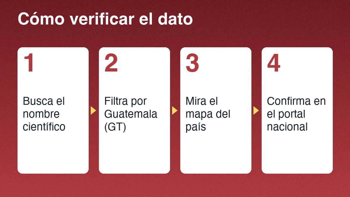 Cuatro pasos para verificar el dato de una especie: busca el nombre científico, filtra por Guatemala, mira el mapa y confirma en el portal nacional