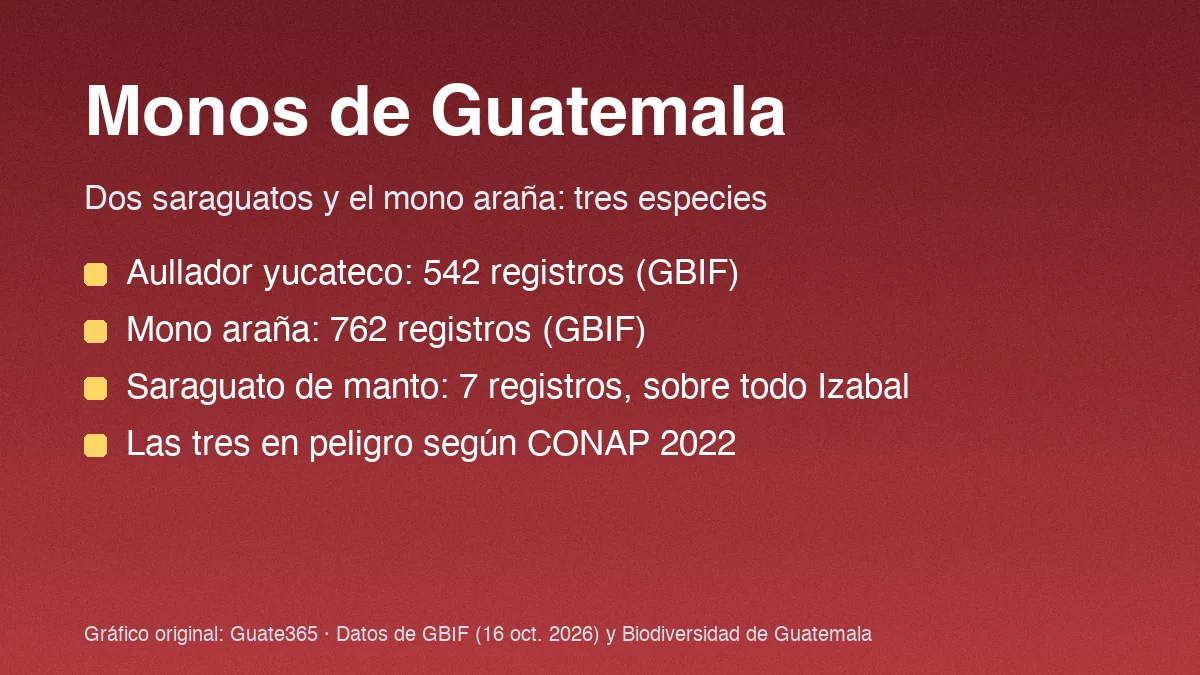 Tarjeta con el título Monos de Guatemala y cuatro datos de registros y estado de conservación