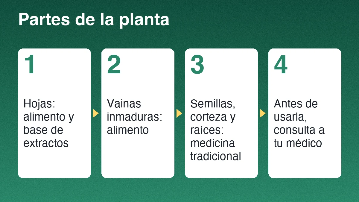 Partes de la moringa: hojas y vainas inmaduras como alimento, y semillas, corteza, raíces y flores en medicina tradicional
