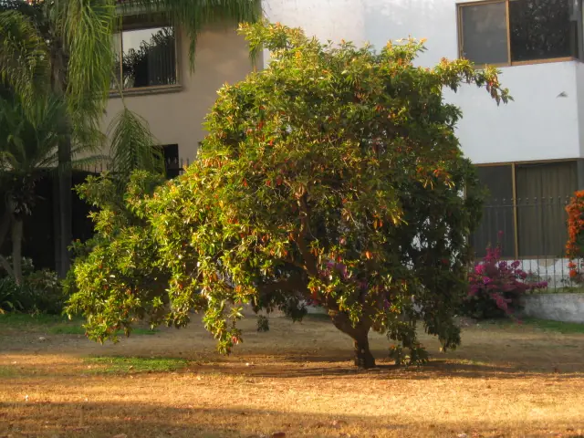 Árbol de nance con copa ancha en una zona urbana