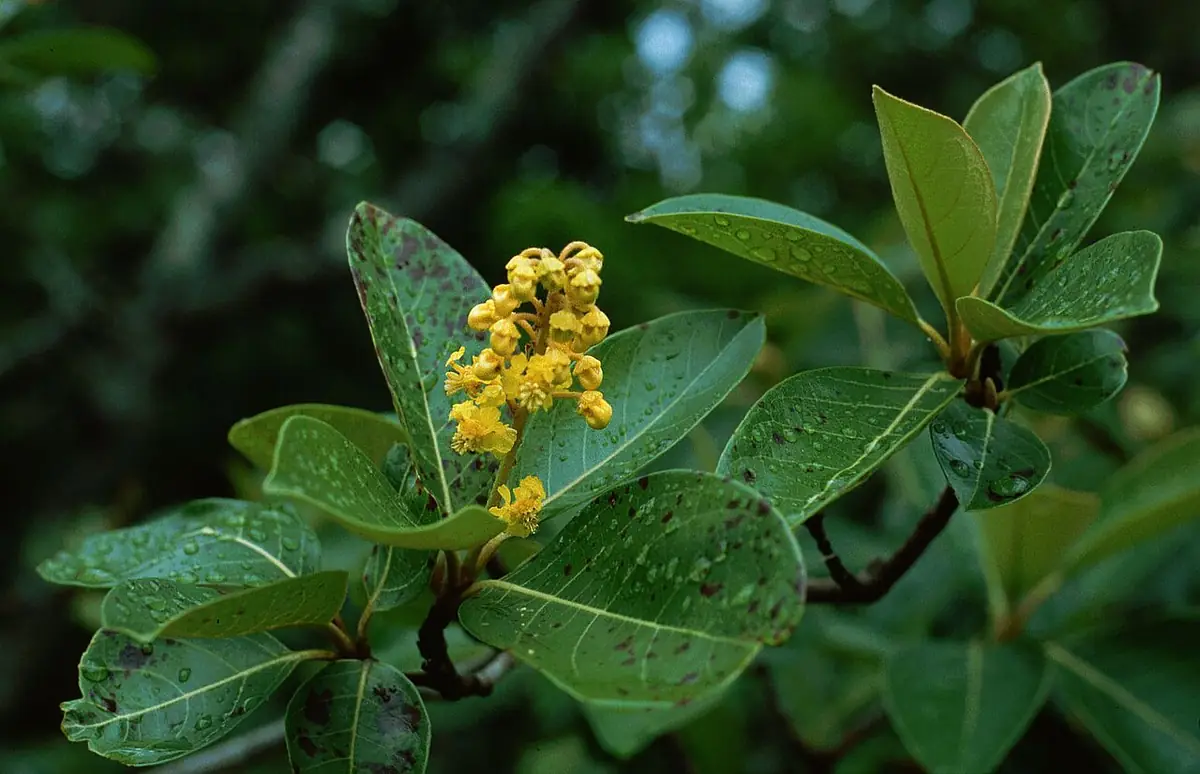 Ramas de nance con hojas y flores amarillas
