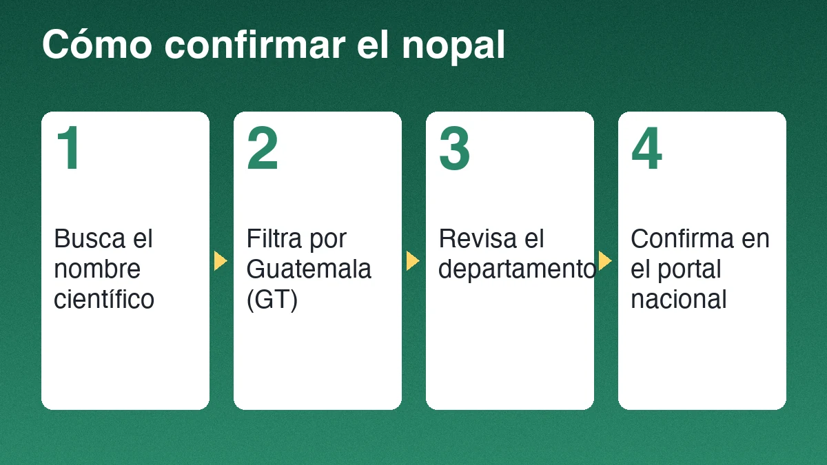 Cuatro pasos para confirmar un registro de nopal: buscar el nombre científico, filtrar por Guatemala, revisar el departamento y confirmar la familia Cactaceae