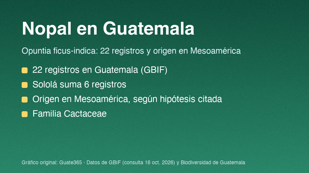 Nopal en Guatemala: registros, origen y usos