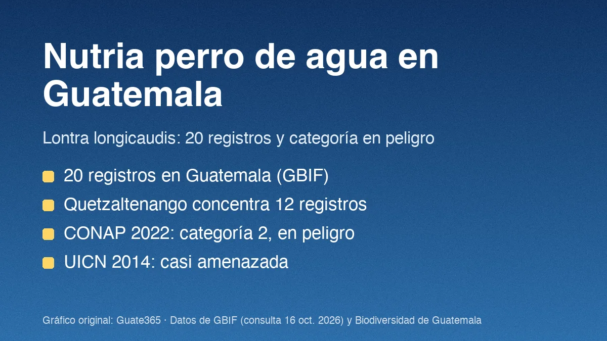 Tarjeta con el título Nutria perro de agua en Guatemala y cuatro datos de registros y conservación