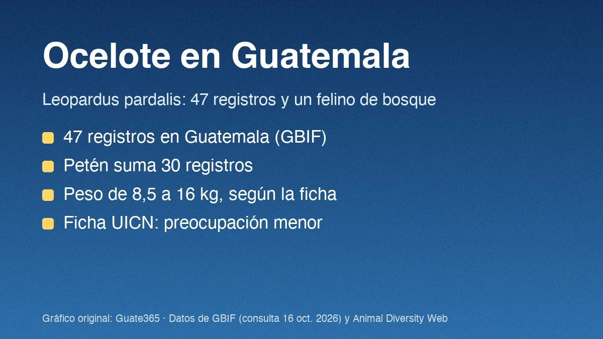 Tarjeta con el título Ocelote en Guatemala y datos de registros y peso de Leopardus pardalis