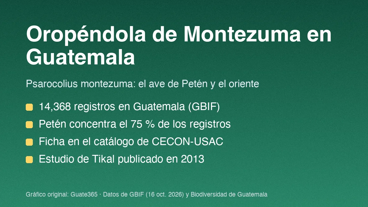 Tarjeta con el título Oropéndola de Montezuma en Guatemala y cuatro datos de registros y fuentes
