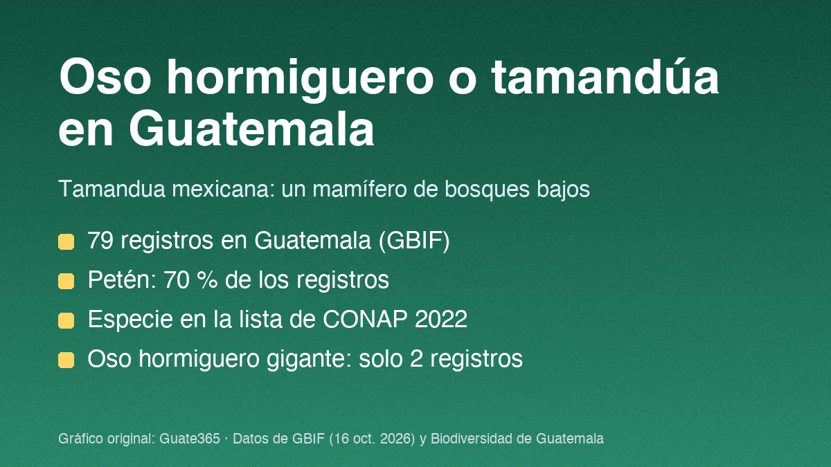 Tarjeta con el título Oso hormiguero en Guatemala y cuatro datos de registros y especies