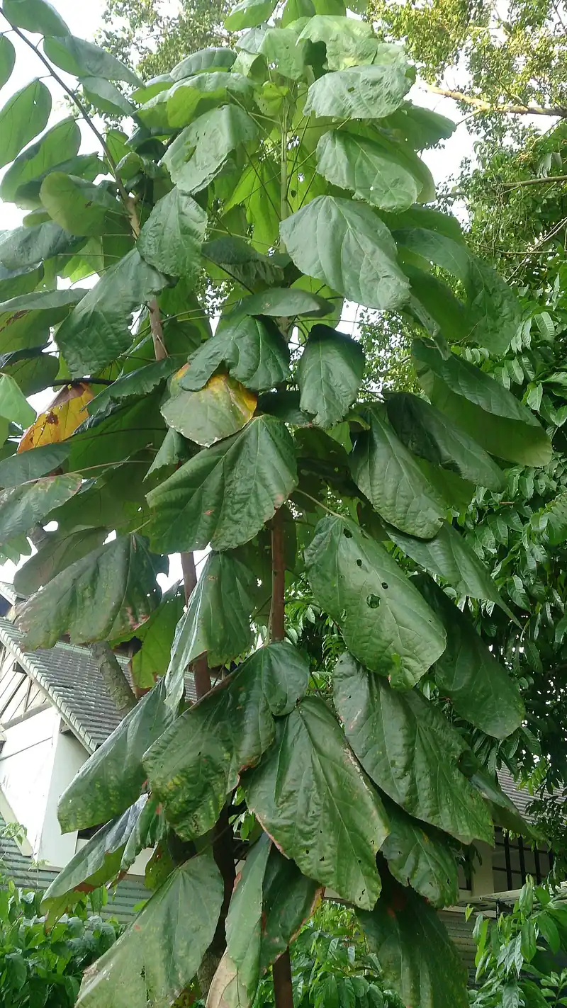 Árbol de hojas grandes y alargadas junto a una casa, con follaje denso