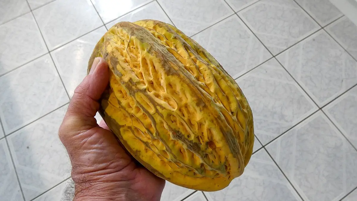 El pataxte en Guatemala: bebida de cacao maya y su árbol