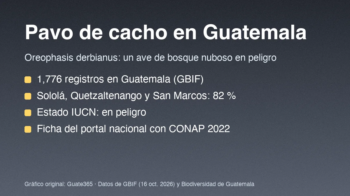 Tarjeta con el título Pavo de cacho en Guatemala y cuatro datos de registros y estado de conservación