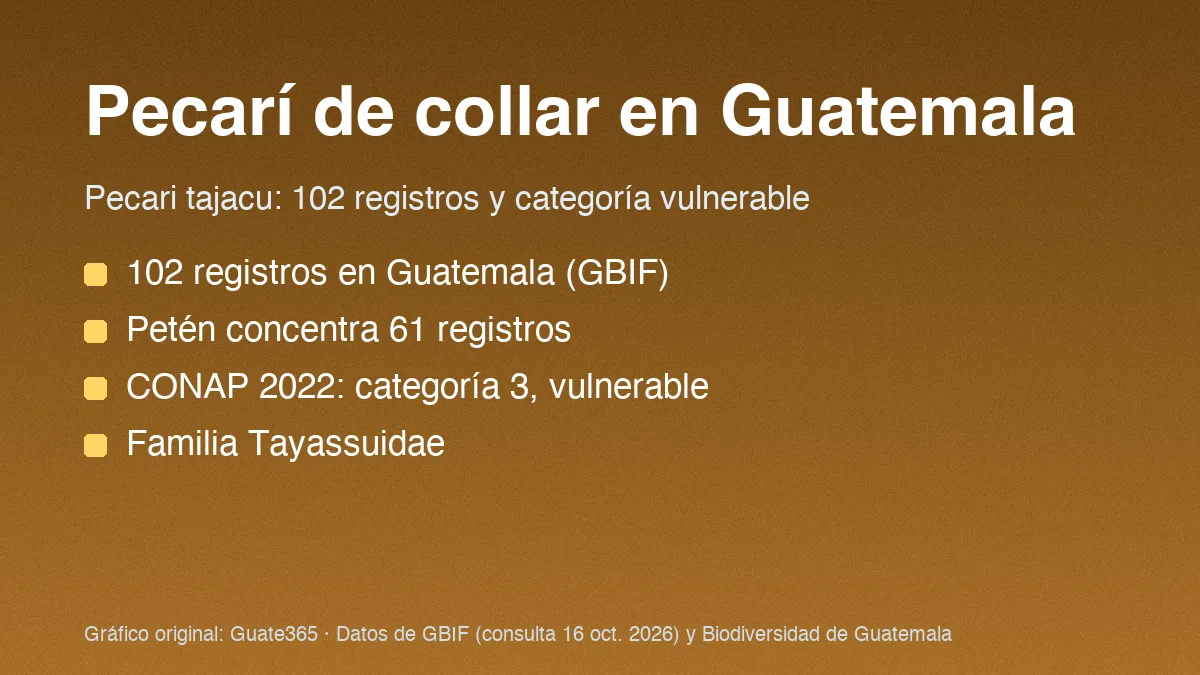 Tarjeta con el título Pecarí de collar en Guatemala y cuatro datos de registros y categoría de Pecari tajacu