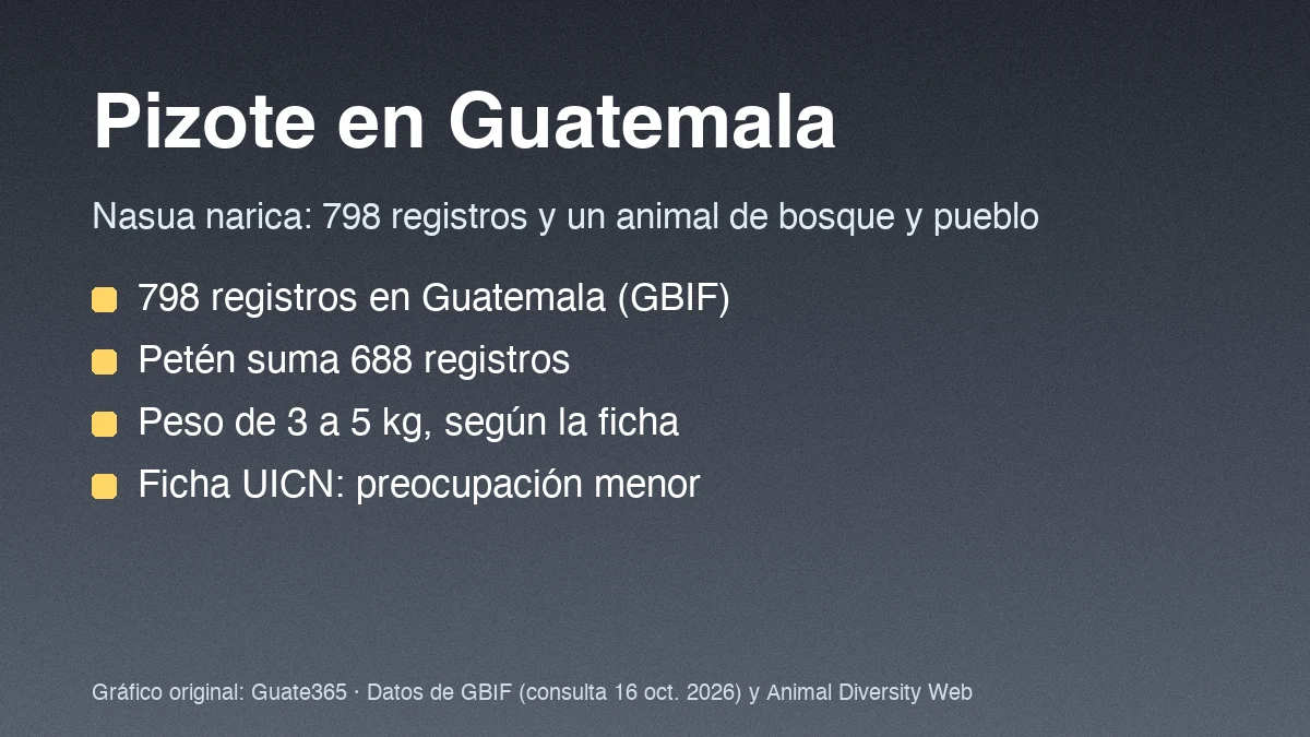Tarjeta con el título Pizote en Guatemala y datos de registros y peso de Nasua narica
