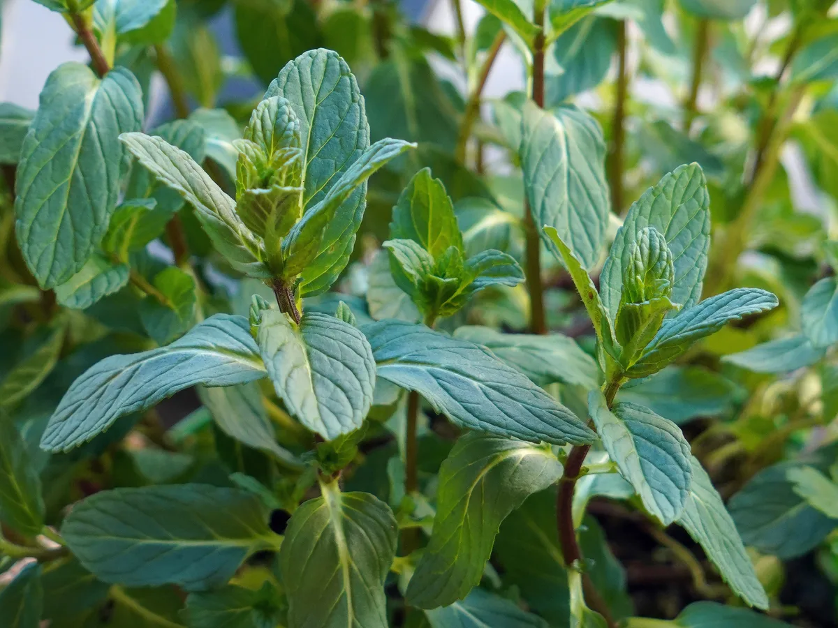Planta de hierbabuena con hojas verdes opuestas de borde aserrado y tallos rojizos