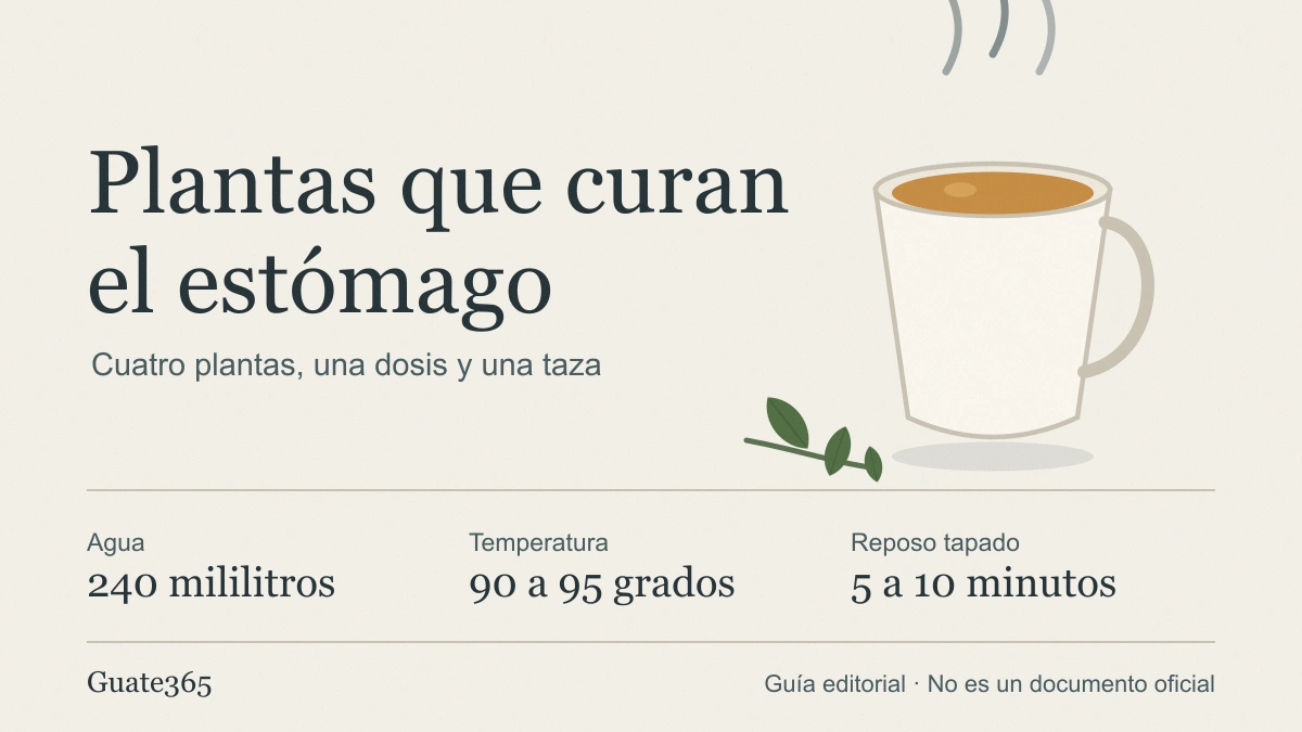 Plantas que curan el estómago: dosis, infusión y costo