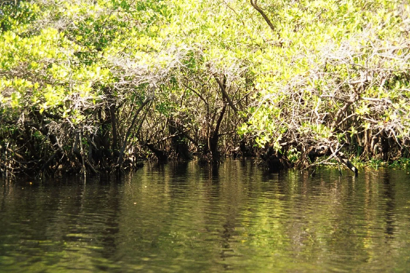 Área de Usos Múltiples Hawaii, Guatemala: guía de visita