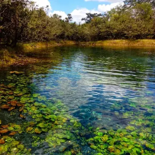 Vegetación acuática visible bajo el agua cristalina de un arroyo en Pucté