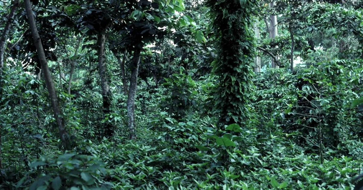 Bebidas típicas de Guatemala: cuáles probar según la región