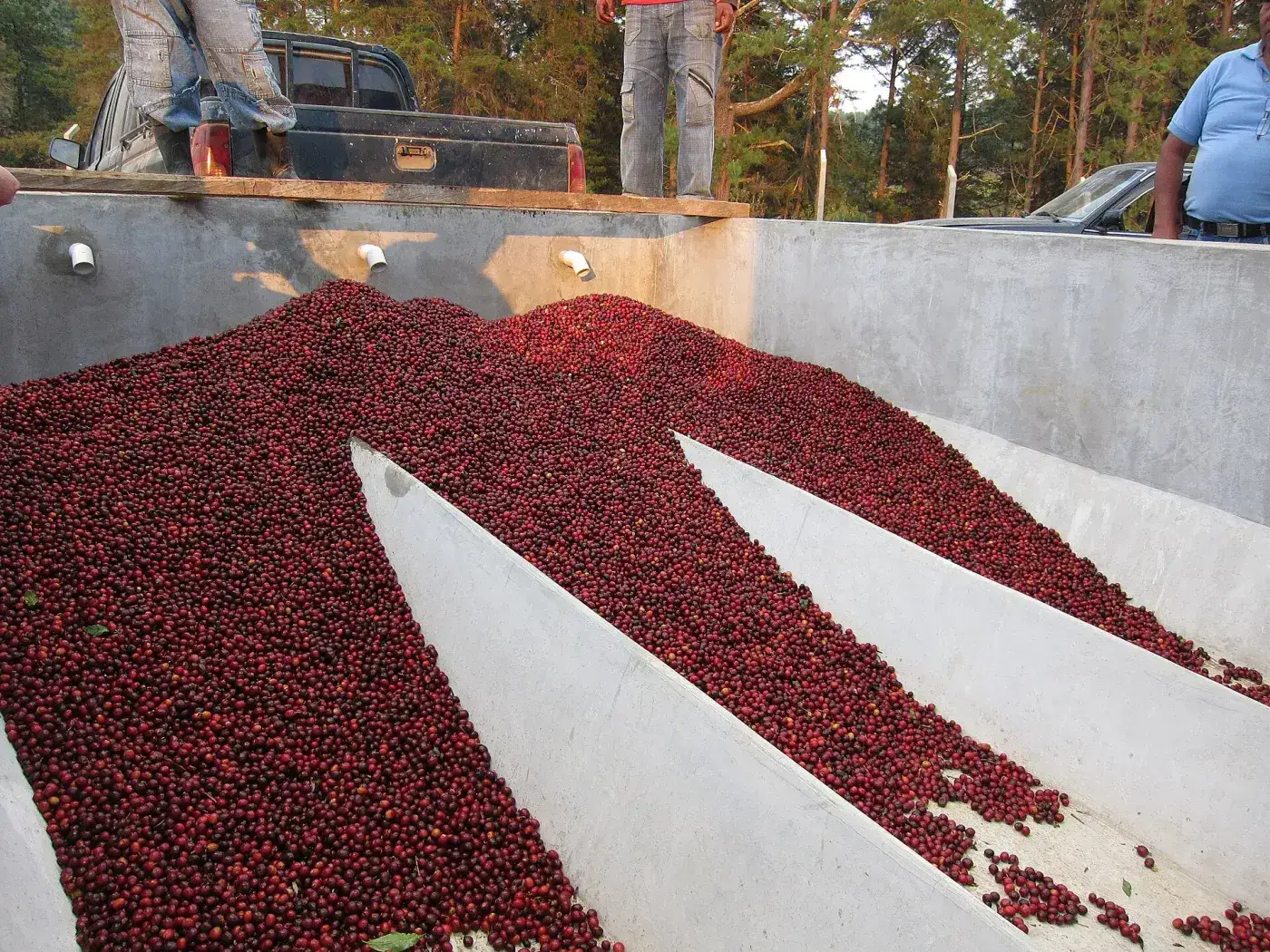 Cosecha de café en San Martín Jilotepeque, Guatemala