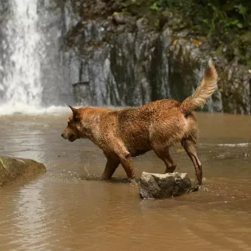 Perro bajo una cascada en Cataratas La Rinconada