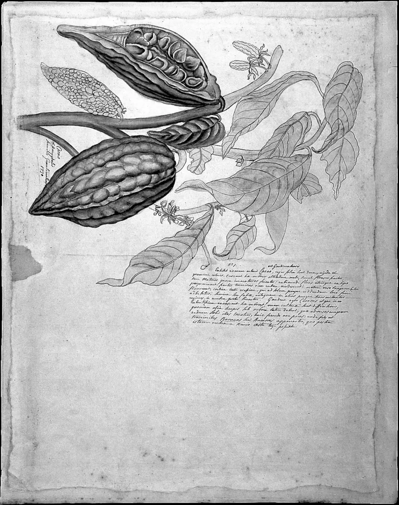 Ilustración histórica del fruto del cacao y un almendro guatemalteco