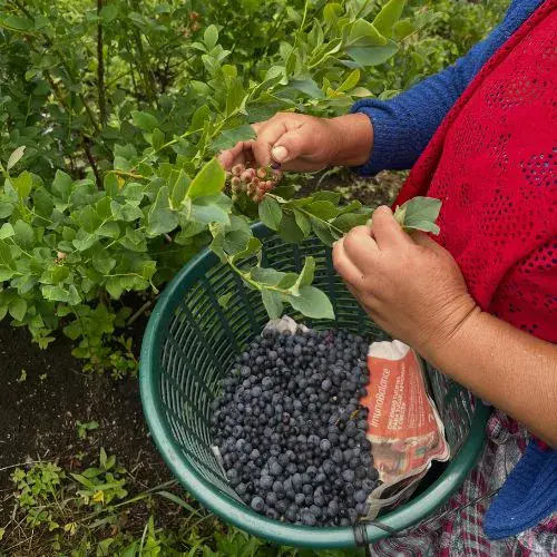 Persona cosecha arándanos en una planta de Cobantino Farms