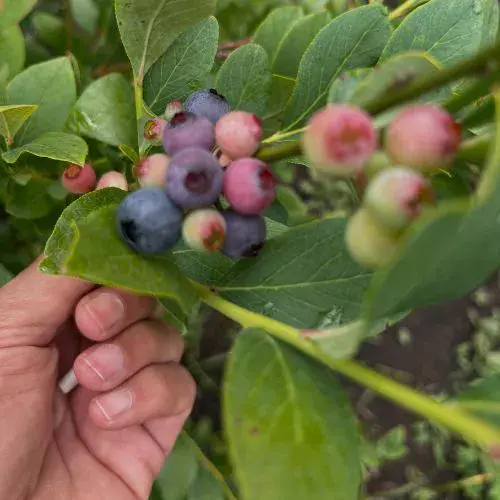 Productos elaborados con arándanos de Cobantino Farms