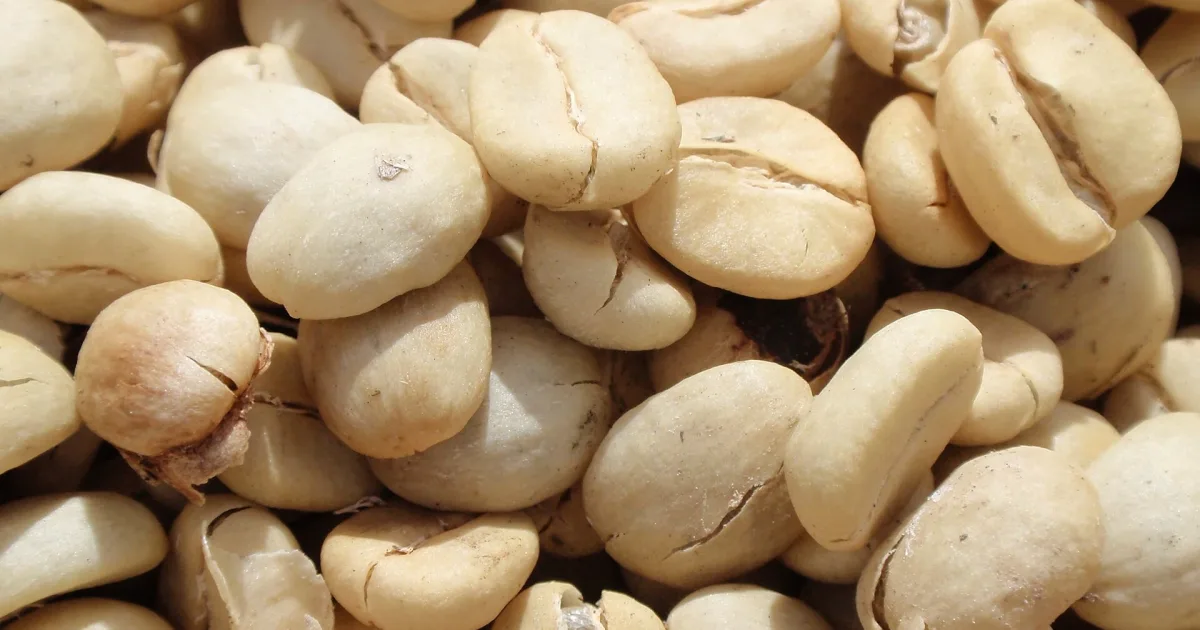 Cómo elegir café guatemalteco en grano o molido
